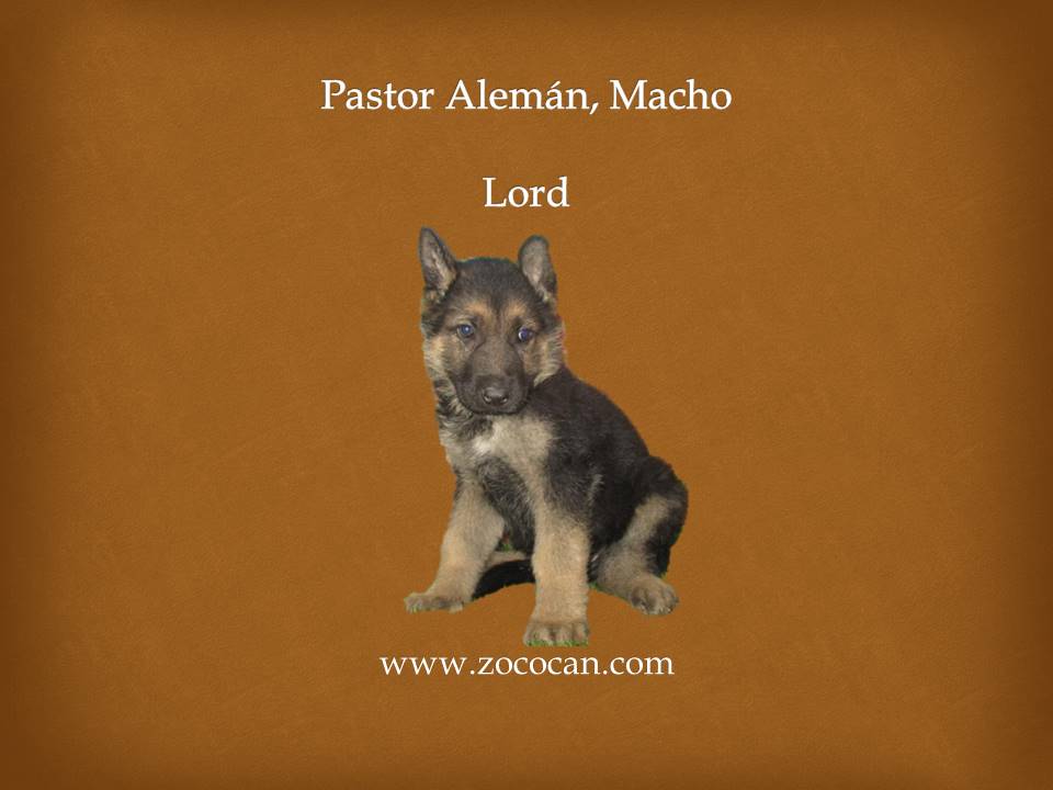 Pastor Aleman machoLord.2